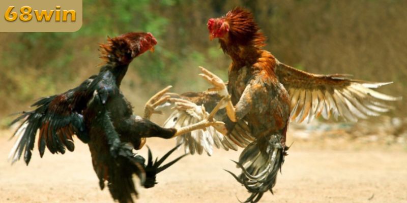 Khái niệm về chọi gà cựa sắt