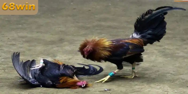 Một số cửa cược và tỷ lệ thưởng hấp dẫn cho đá gà cựa sắt