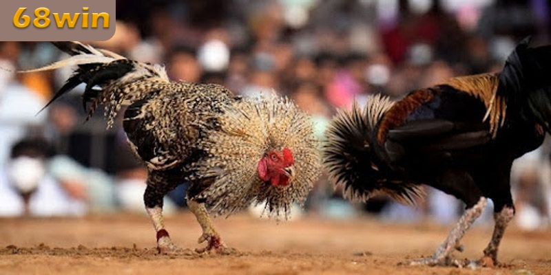 Giới thiệu đôi chút về đá gà Campuchia